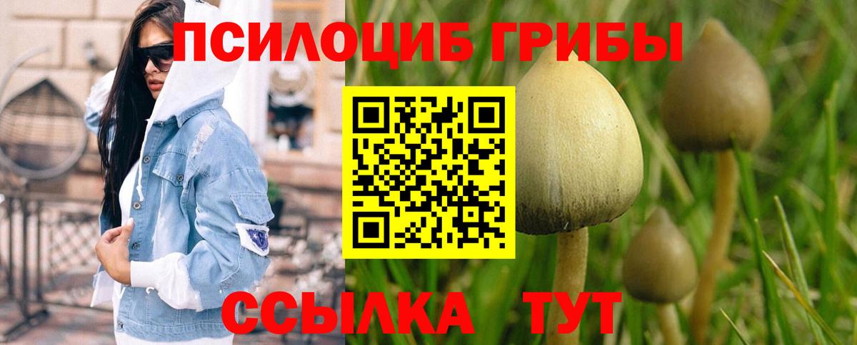 Галлюциногенные грибы Psilocybe Нерюнгри